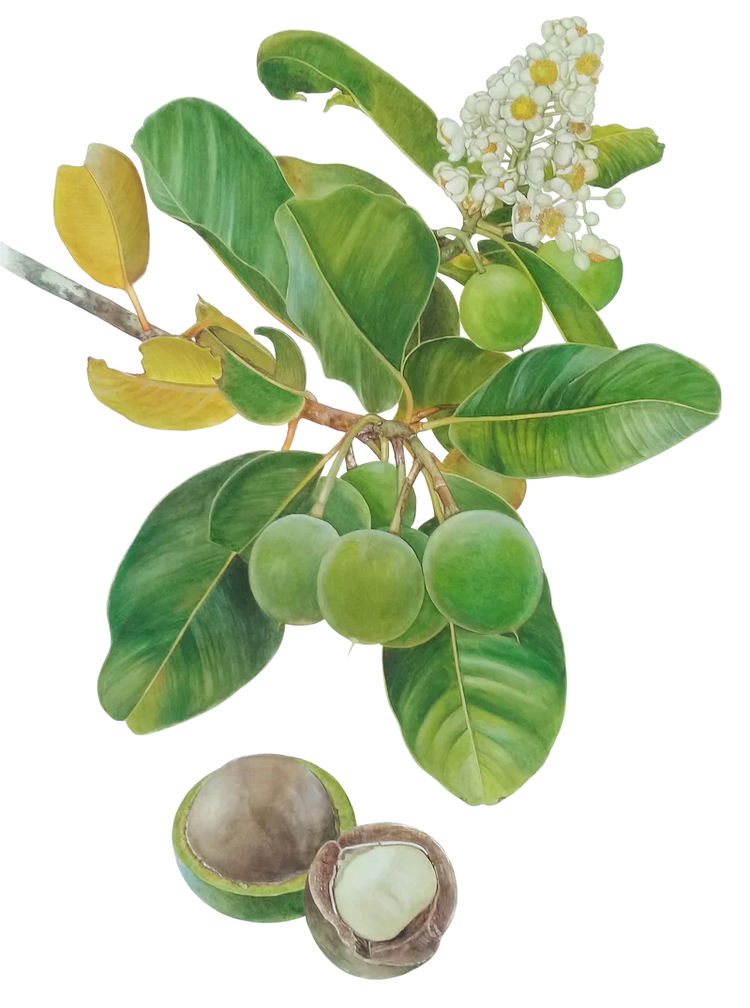 Tamanu-Rich Products