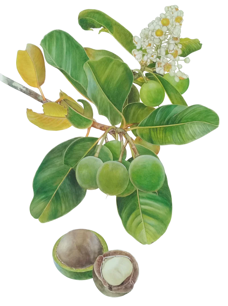 The Tamanu Tree