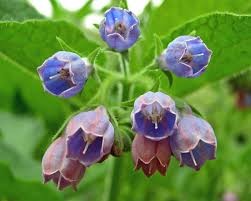 Allantoin:  Nature's Compound for Promoting Skin Health