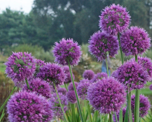lavender bubble flowers